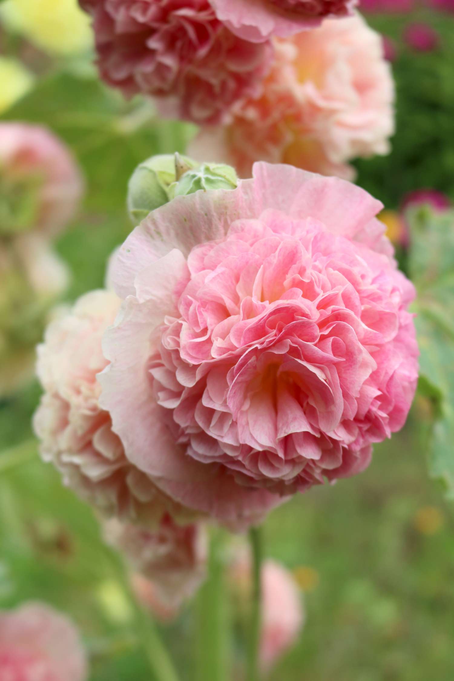 Stokrose 'Peaches & Dreams'